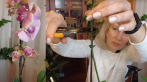 Орхидея отцвела - что дальше?  Когда ждать новых цветоносов  и как ухаживать.