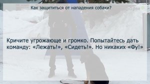 Встретился с собакой. Что делать?