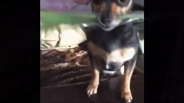 С 8марта девочки , девушки,женщины/цветы в постель/украла цветок 🌷/я же тоже девочка смотреть онлайн