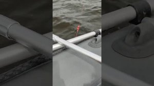 Трофейный сом на квок р.Волга