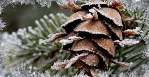 Добрый зимний день?☃️❄️ Хорошего Дня и Отличного Настроения?? Музыкальная открытка Добрый День?