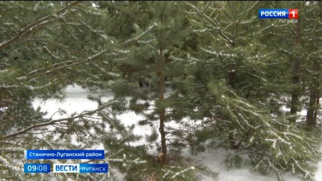 В Станично-Луганском лесничестве посадят новые саженцы крымской сосны