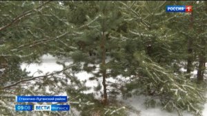 В Станично-Луганском лесничестве посадят новые саженцы крымской сосны