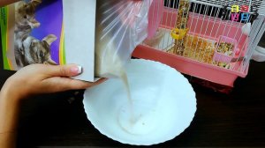 ХОМЯК ПЕРВЫЙ РАЗ КУПАЕТСЯ В ПЕСКЕ ДЛЯ ГРЫЗУНОВ. Песок для шиншилл для хомяка.