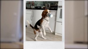 Правда о породе бигль. Результаты опроса. Разрушаем мифы