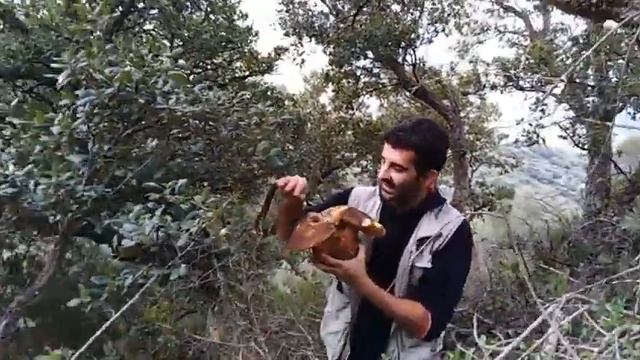 Boletus aereus extra large смотреть онлайн