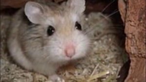 Породы хомяков   Breeds of hamsters Интересное о хомяках