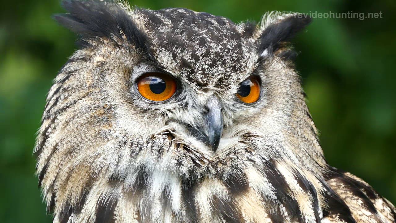 Scotland 3, Шотландия 3 смотреть онлайн