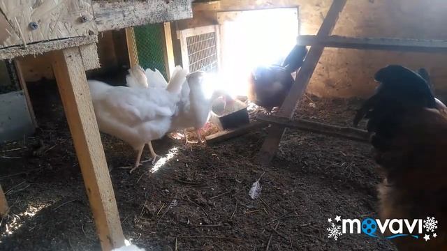 Порода Леггорн. смотреть онлайн