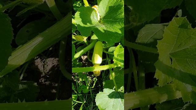 урожай кабачок 2022/zucchini harvest 2022 summer