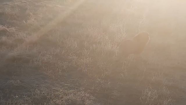 Лидер молодых львов не дал взрослой львице обидеть Катюшу. смотреть онлайн