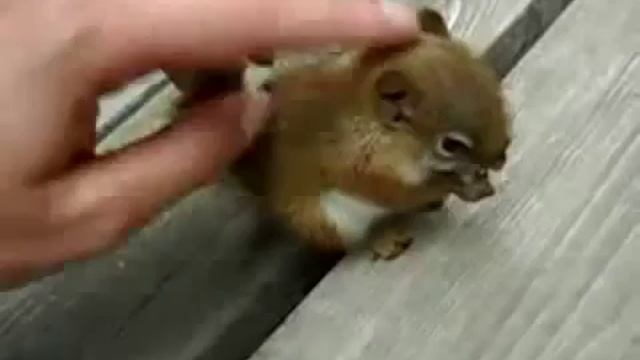 Самый милый и ручной бельчонок в мире