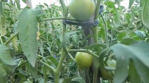 Томат Уральский гигант от Уральского Дачника.