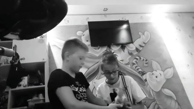 Всё о ЛЫСЫХ кошках! Кто лудше? 1-часть заставка не получилась но видосик рили крутой смотреть онлайн