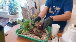 Спатифиллум Купидо