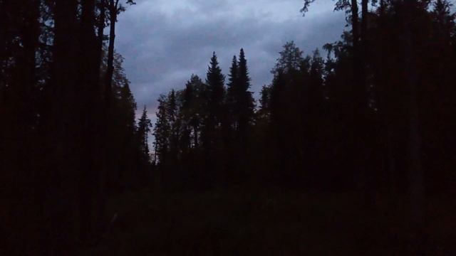 Вабим лося.Лось пришел.Роль Погоды для успешной охоты на лося на реву. смотреть онлайн