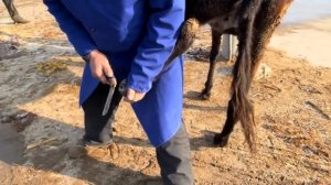 修驴蹄：黑驴站立不稳，老师傅切掉脚底血泡，黑驴一跃1米高！剔除病灶可算解脱了