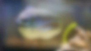 Аквариумные змееголовы: виды, содержание, кормление, разведение.