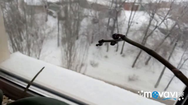 Орхидея Sesame первое домашние цветение! смотреть онлайн