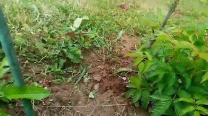 Клубника малина. Выращивание в Беларуси. Наш первый опыт.