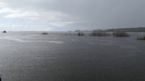Ловля желтощека