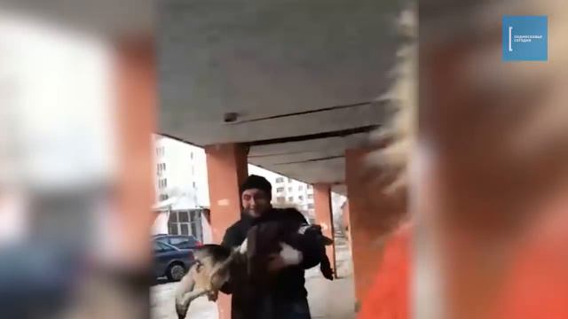 В ПОДМОСКОВЬЕ волонтёры спасли собаку с банкой на голове смотреть онлайн