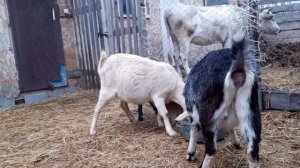 Как выглядит котная коза в 3 месяца котности.