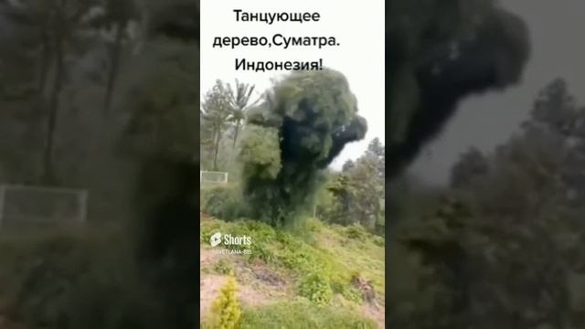 НА ВИДЕО ТАНЦУЮЩЕЕ ДЕРЕВО. СУМАТРА. ИНДОНЕЗИЯ. ТАНЦУЙ ВОПРЕКИ!