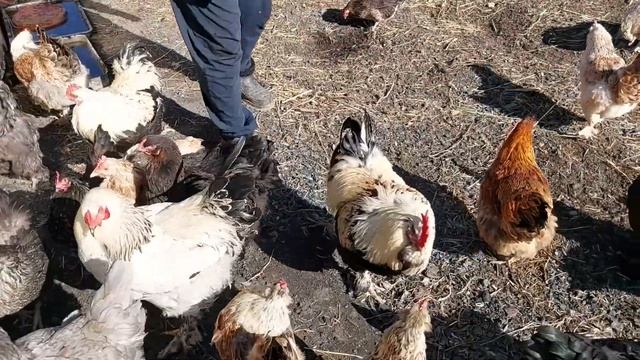 Куры, фавероль лососевая и улучшенные местные мясояичные куры (часть 2)