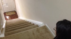 Funny Jack Russell Compilation