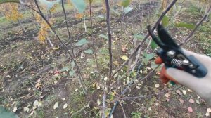 Осеняя Обрезка яблони. Правила обрезки. 6 ноября 2022г.