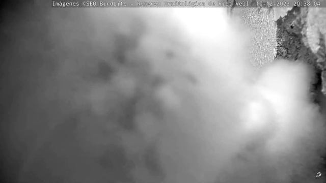 ДОСТАВКА МИШІ. СИПУХА. РІТ-ВЕЛЛ. ЕБРО. ІСПАНІЯ 10-12-23 - BARN OWL. RIET VELL. DELTA DEL EBRO. SPAI смотреть онлайн