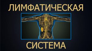 ЛИМФАТИЧЕСКАЯ СИСТЕМА. КРАТКОЕ ЗНАКОМСТВО