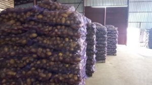 ПАЛ 20-образец укладки