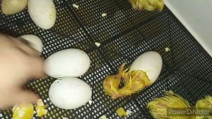 Гусята выводятся...