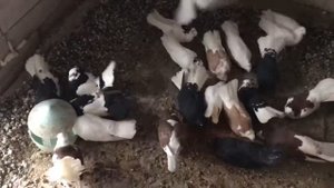 Брянские высоколетные голуби самки