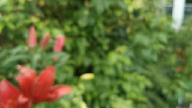 Early July tour of my fragrant garden, garden orchid and Crown Imperial seed pods, Gloriosa update смотреть онлайн