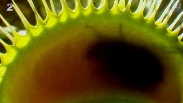 5 Хищных Растений Пожирающих Насекомых и Даже Мелких Животных