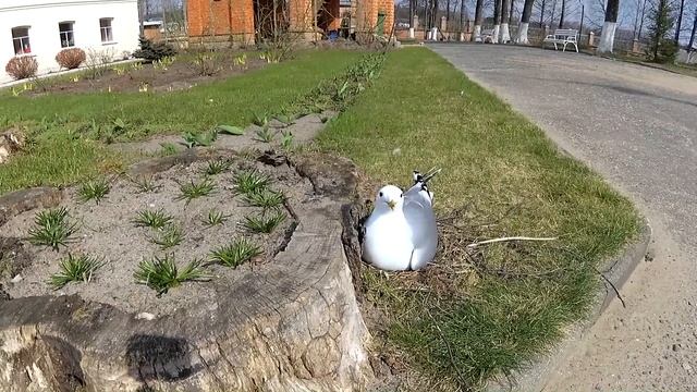 Покров / Введенская Островная женская пустынь смотреть онлайн