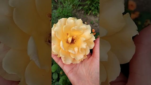 Роза Изи Гоинг. Rose Easy Going смотреть онлайн