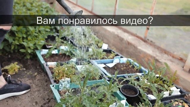 Советы огородникам на 6 сентября | Народные приметы смотреть онлайн