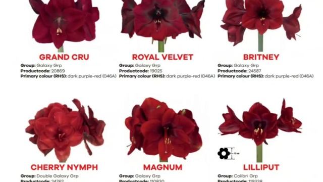 Амариллисы. Каталог сортов смотреть онлайн