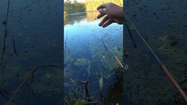 На поплавок Карась👍🎣