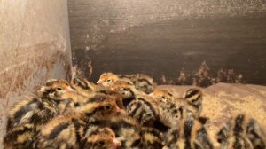 Сколько стоят суточные перепела Эстонской породы?