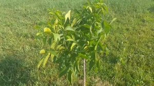 Как  поливать грецкий орех. Сперва правильная посадка от Walnuts Broker