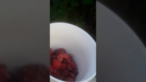 Собираем 😋 МАЛИНКУ