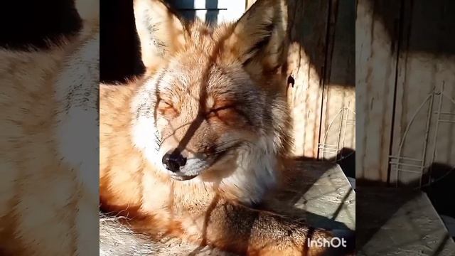 197. Дикая лиса Маркиза - ещё раз лиса крупным. Wild Fox Marquise - once again a fox close-up. смотреть онлайн