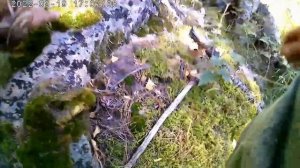 За кедровой шишкой.В таежные горы Алтая! Увлекательный поход! Сбор и переработка кедровой шишки!