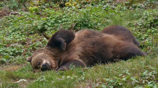 Самые красивые животные мира, тигр, лев, жираф, волк, леопард и олень 2022 смотреть онлайн