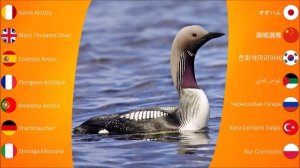 Bird Sounds: Loons